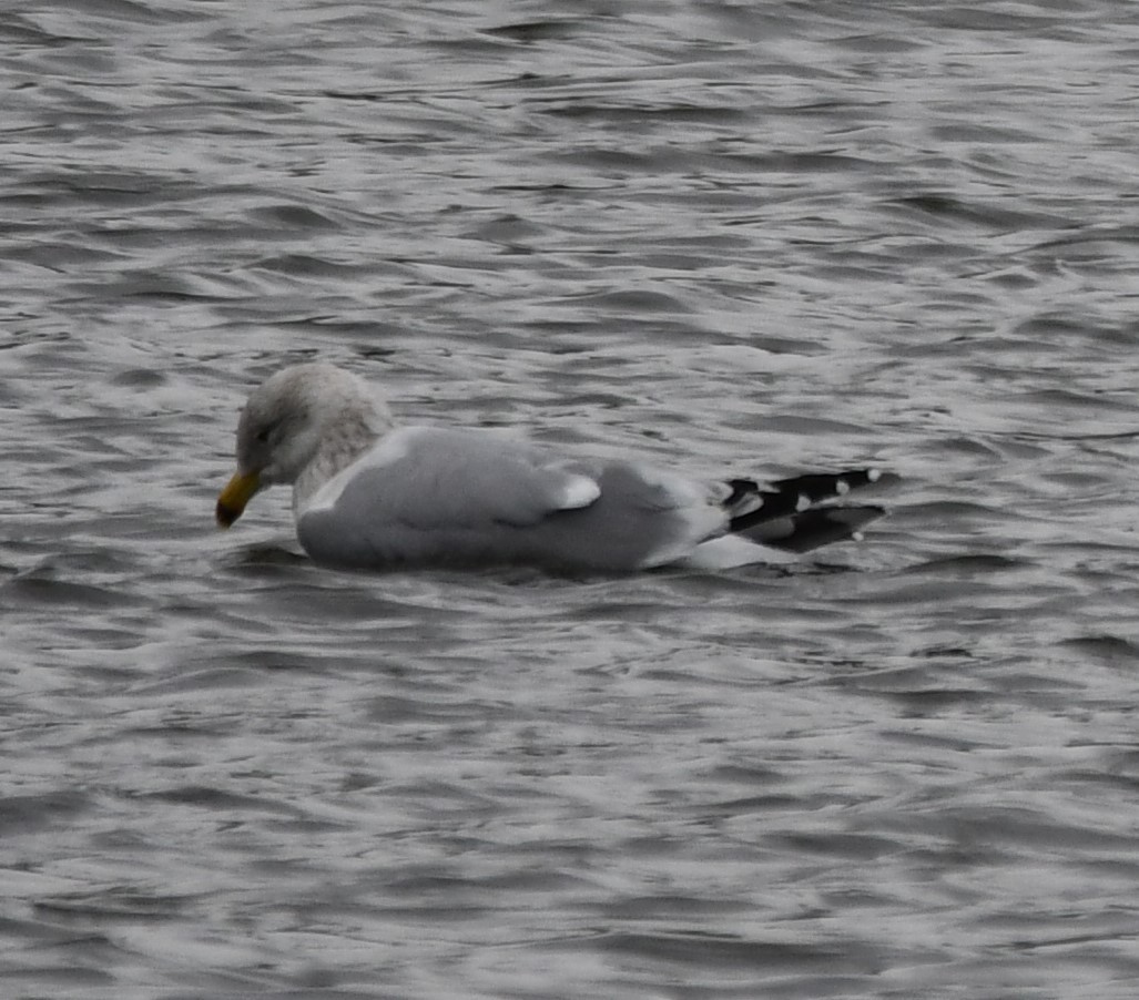 Goéland à bec cerclé - ML647443908