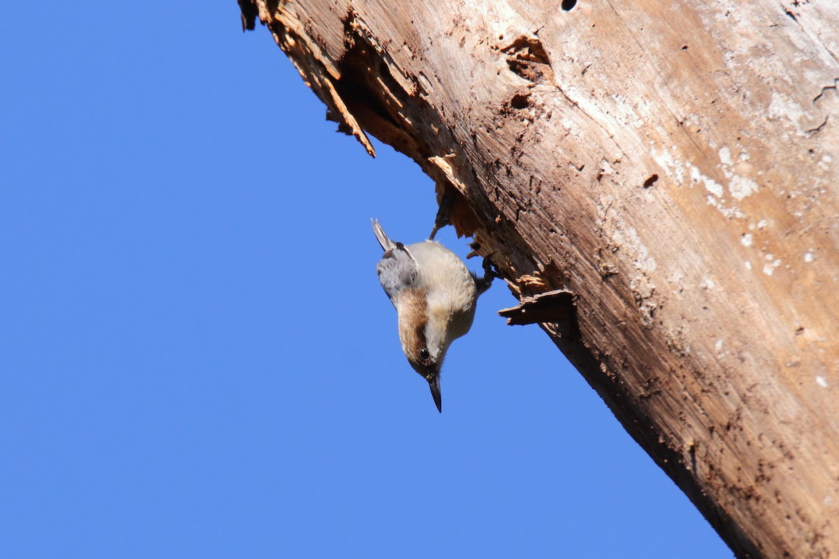 brhlík hnědohlavý - ML647443909