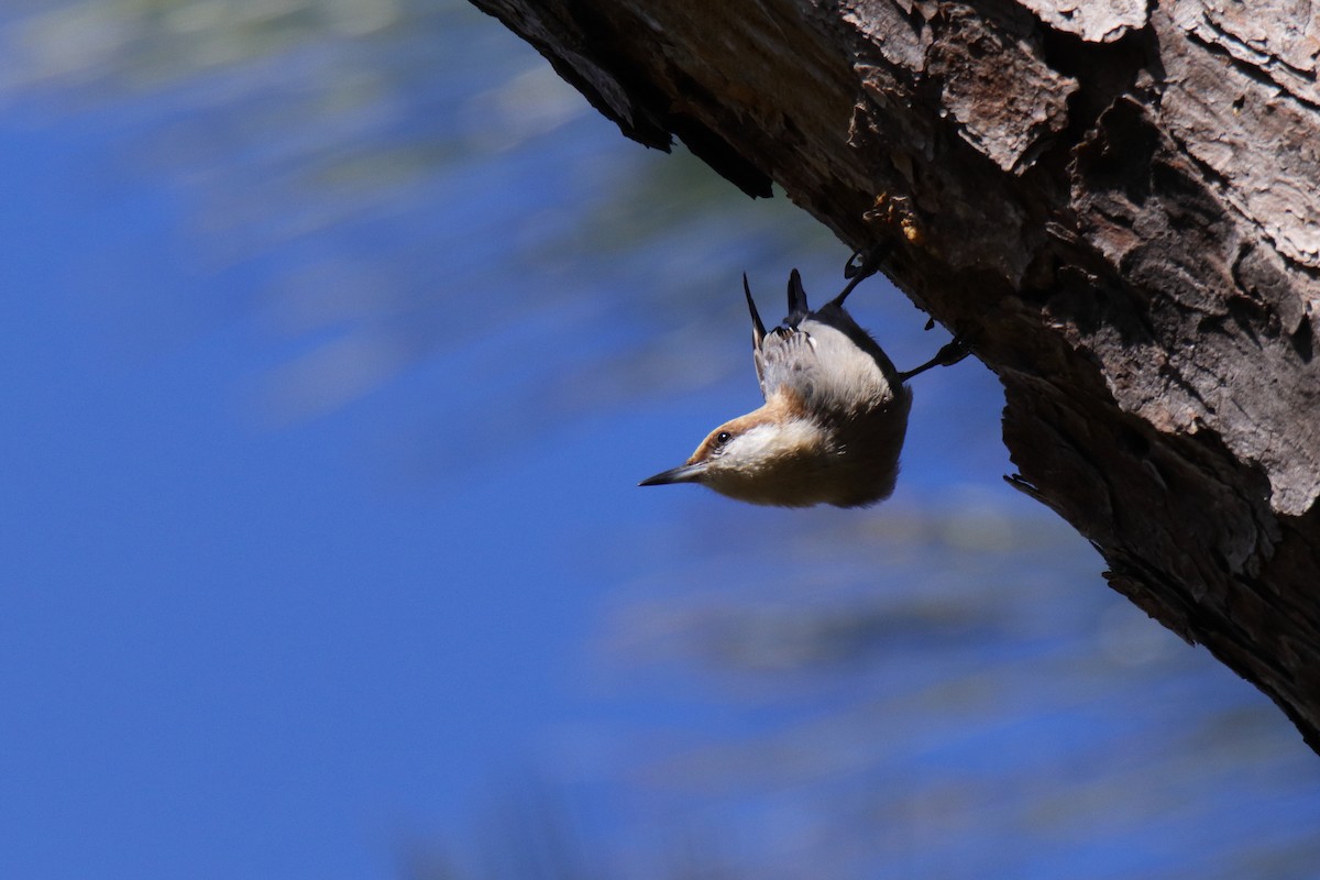 brhlík hnědohlavý - ML647443910