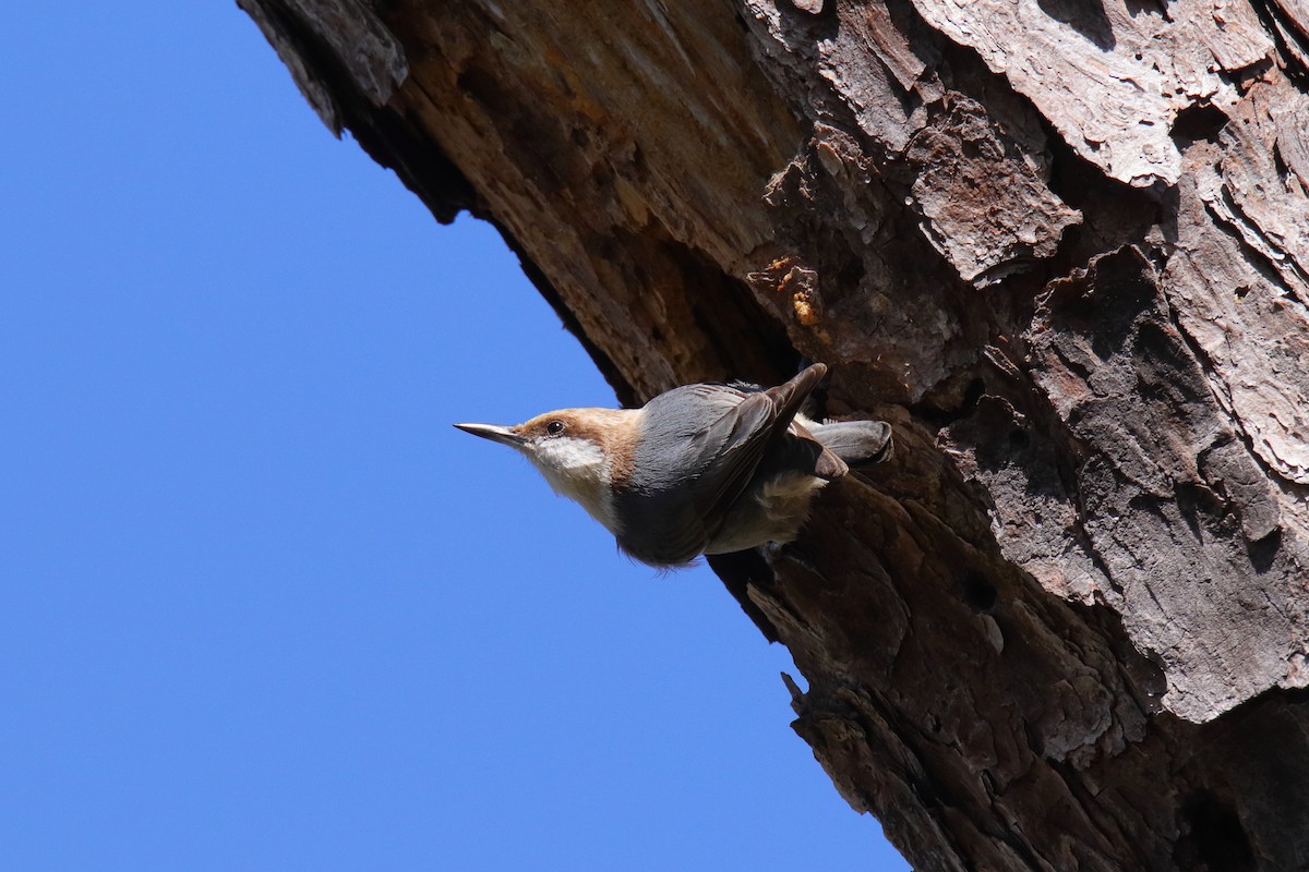 brhlík hnědohlavý - ML647443912