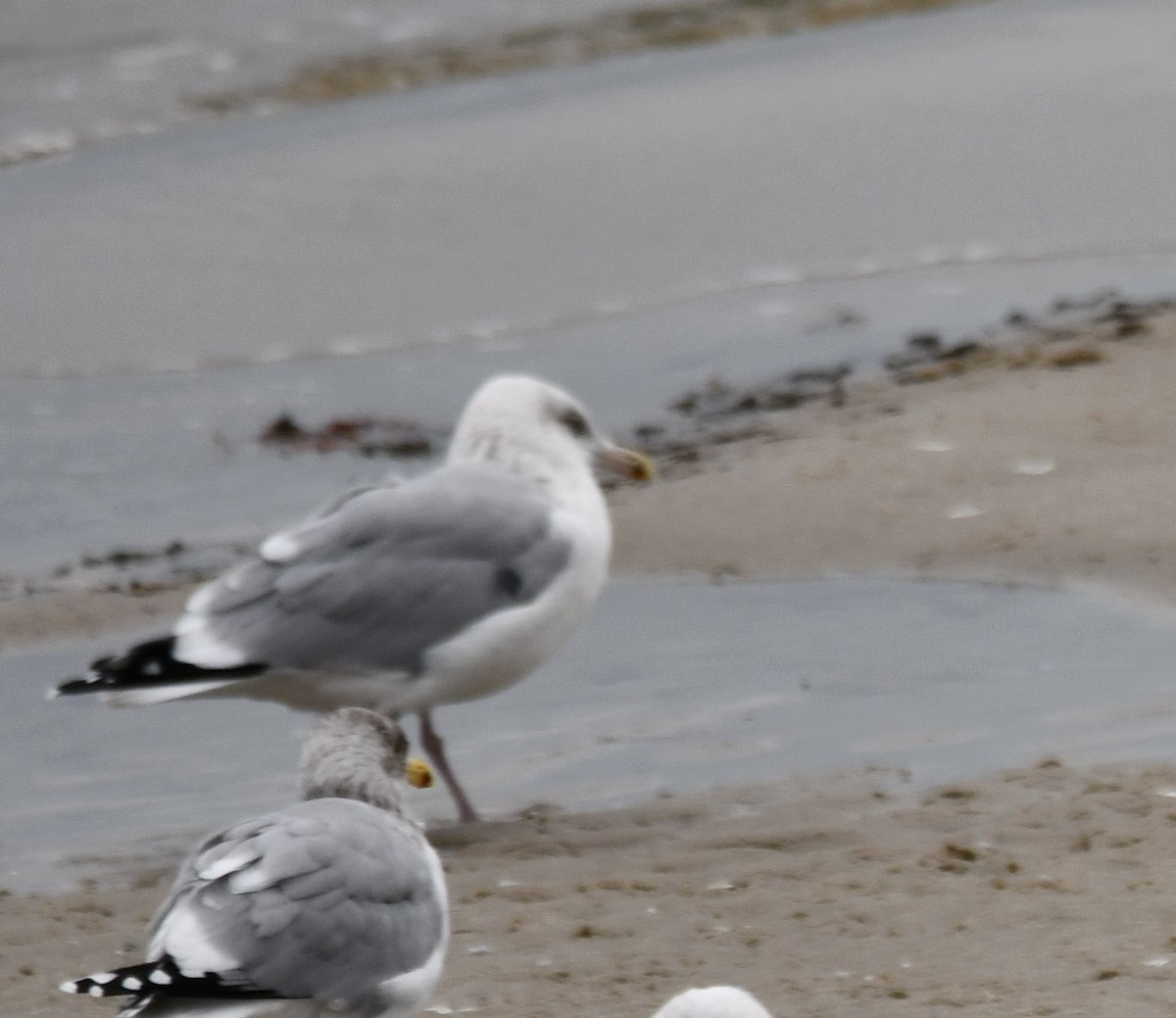 Goéland hudsonien - ML647443914