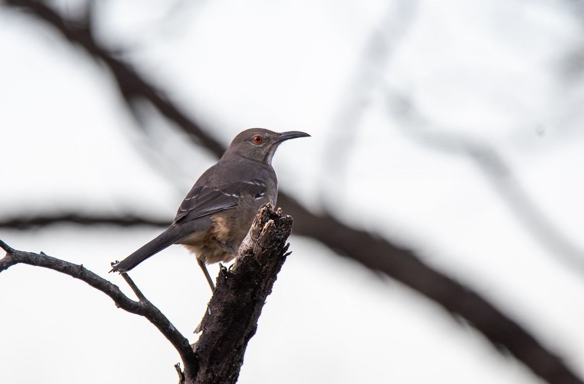 Curve-billed Thrasher - ML647443920
