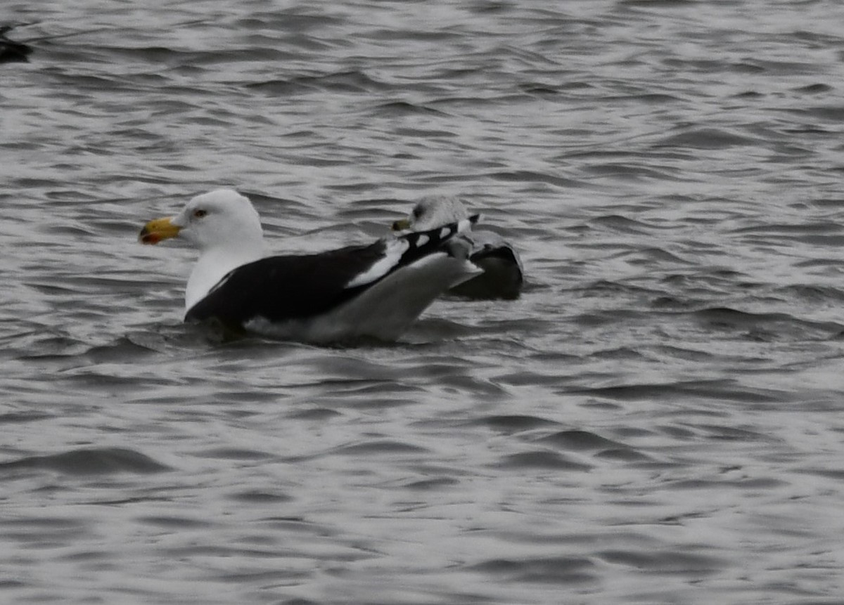 Goéland marin - ML647443923