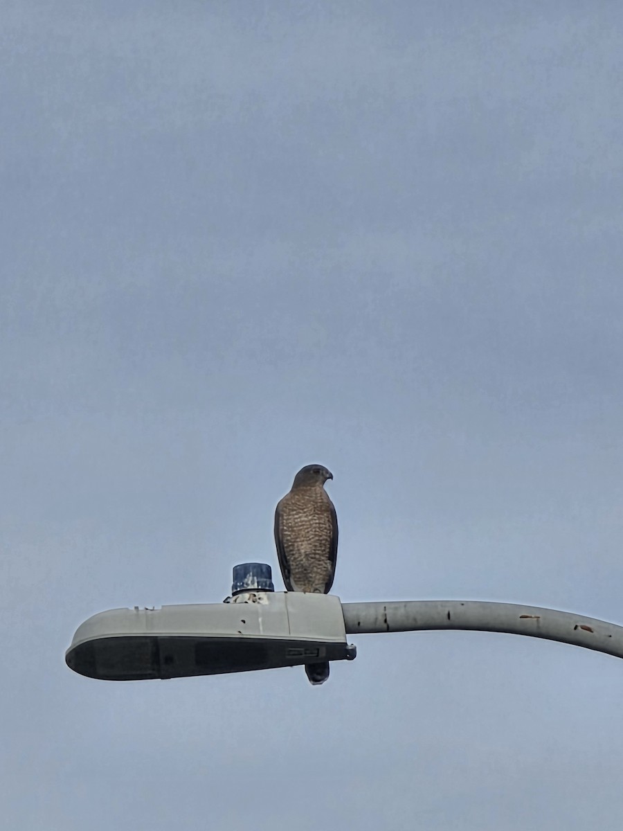 Cooper's Hawk - ML647443925
