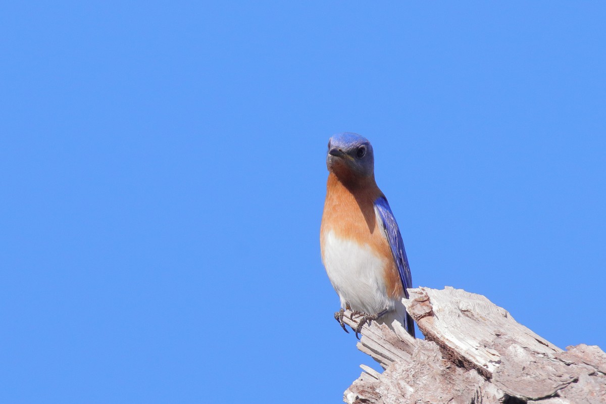 Eastern Bluebird - ML647443926