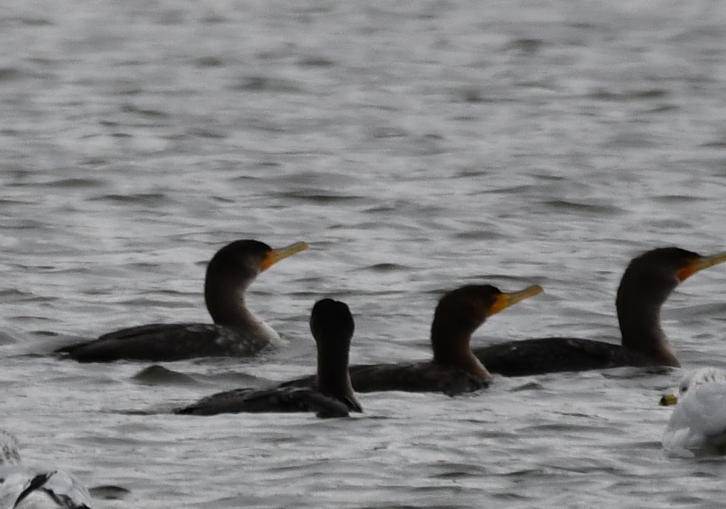 Cormoran à aigrettes - ML647443928