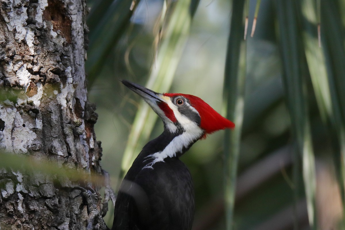 Pileated Woodpecker - ML647443929
