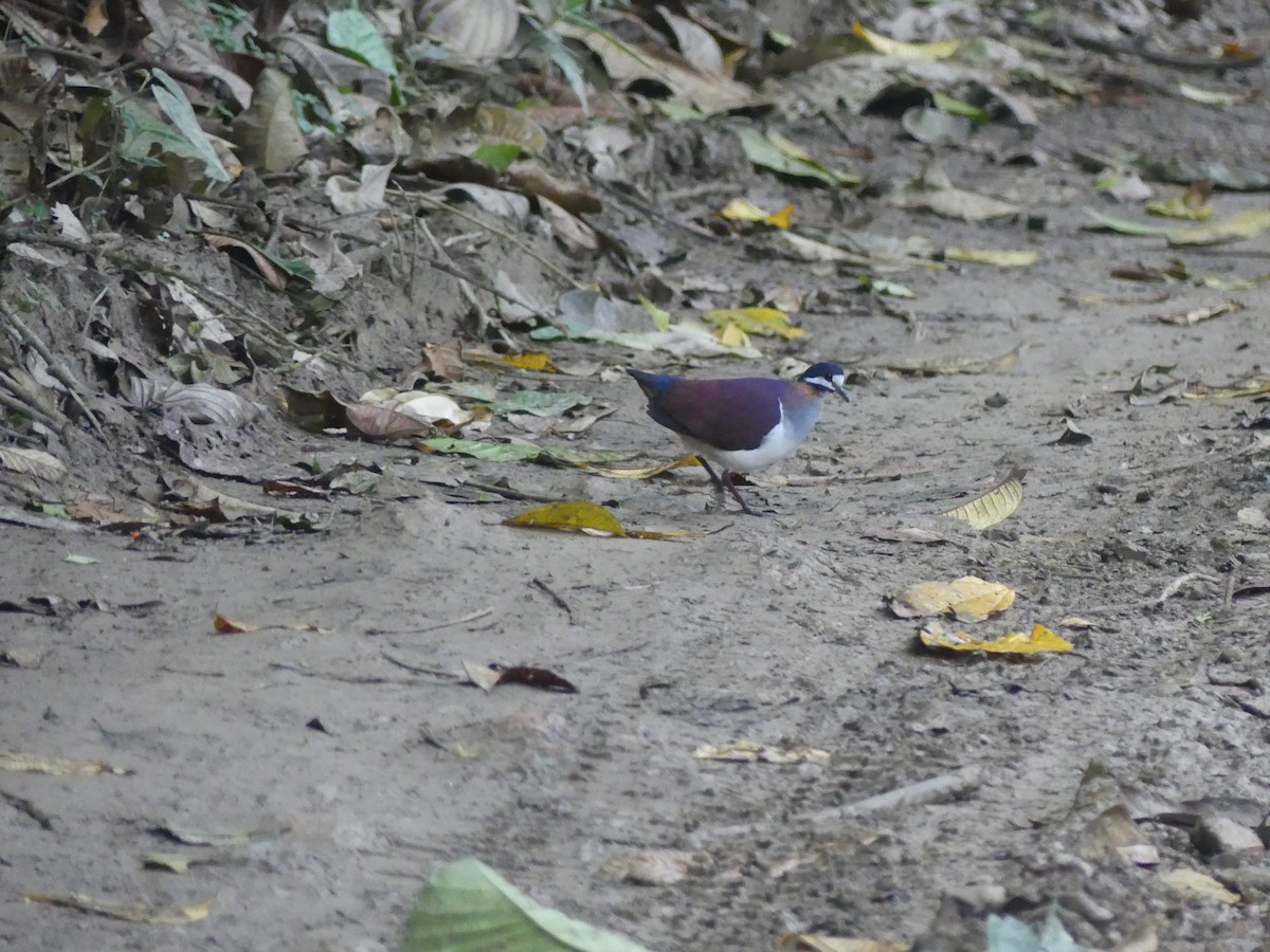 purpurvakteldue - ML647443930