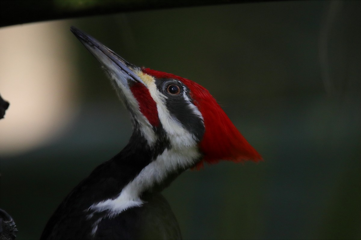 Pileated Woodpecker - ML647443931