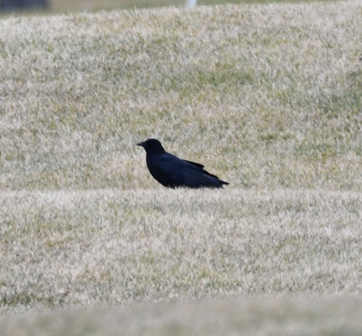 Corneille d'Amérique - ML647443932