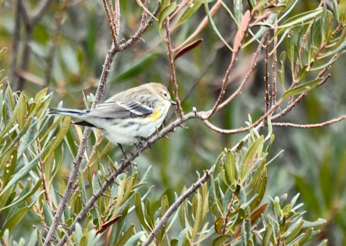 Paruline à croupion jaune - ML647443952