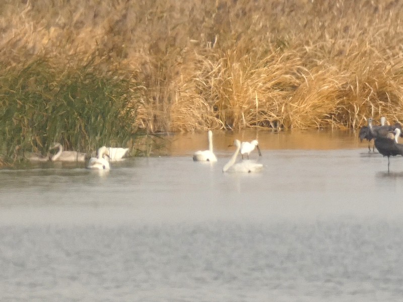 sangsvane - ML647443958