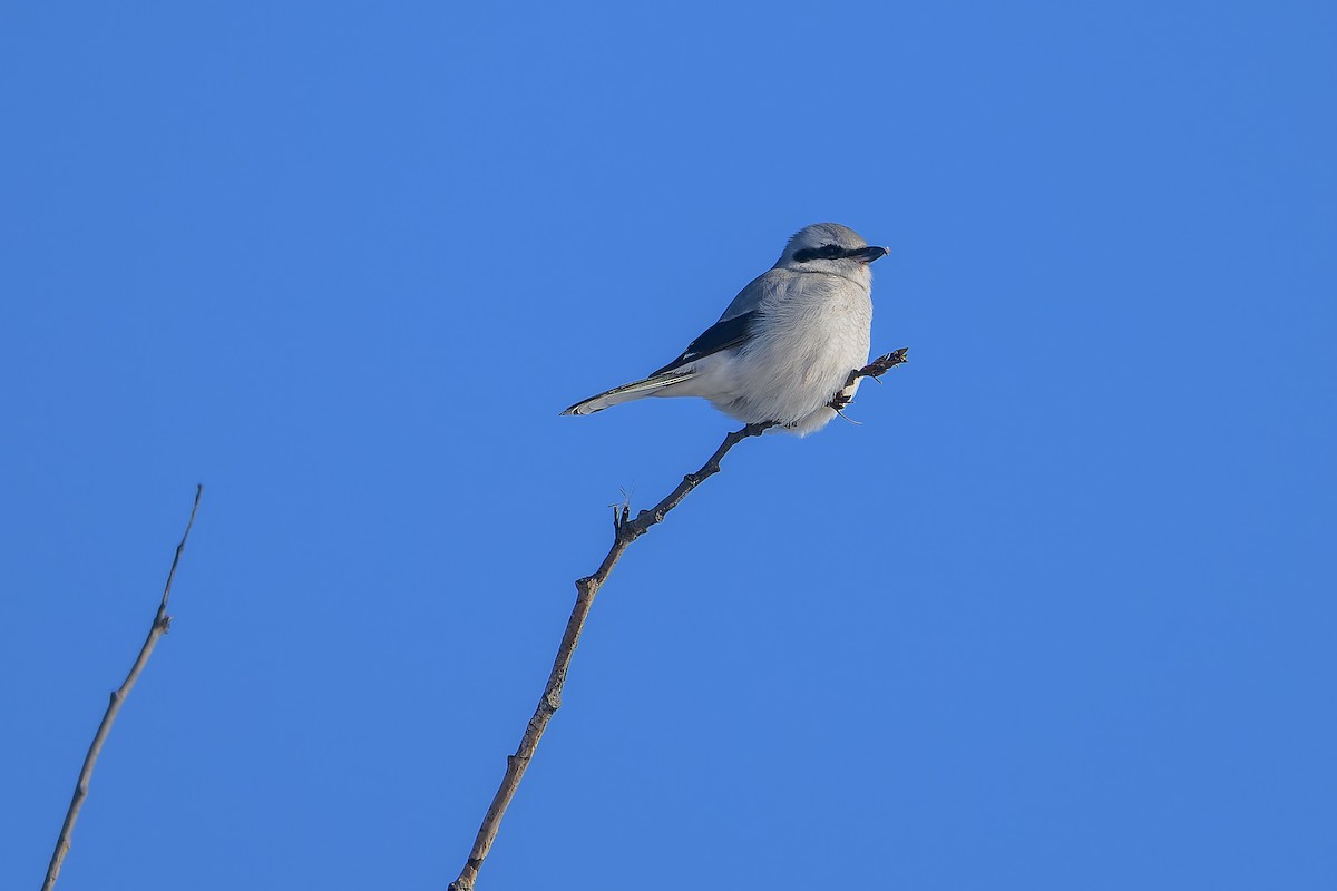 ťuhýk severní - ML647443973