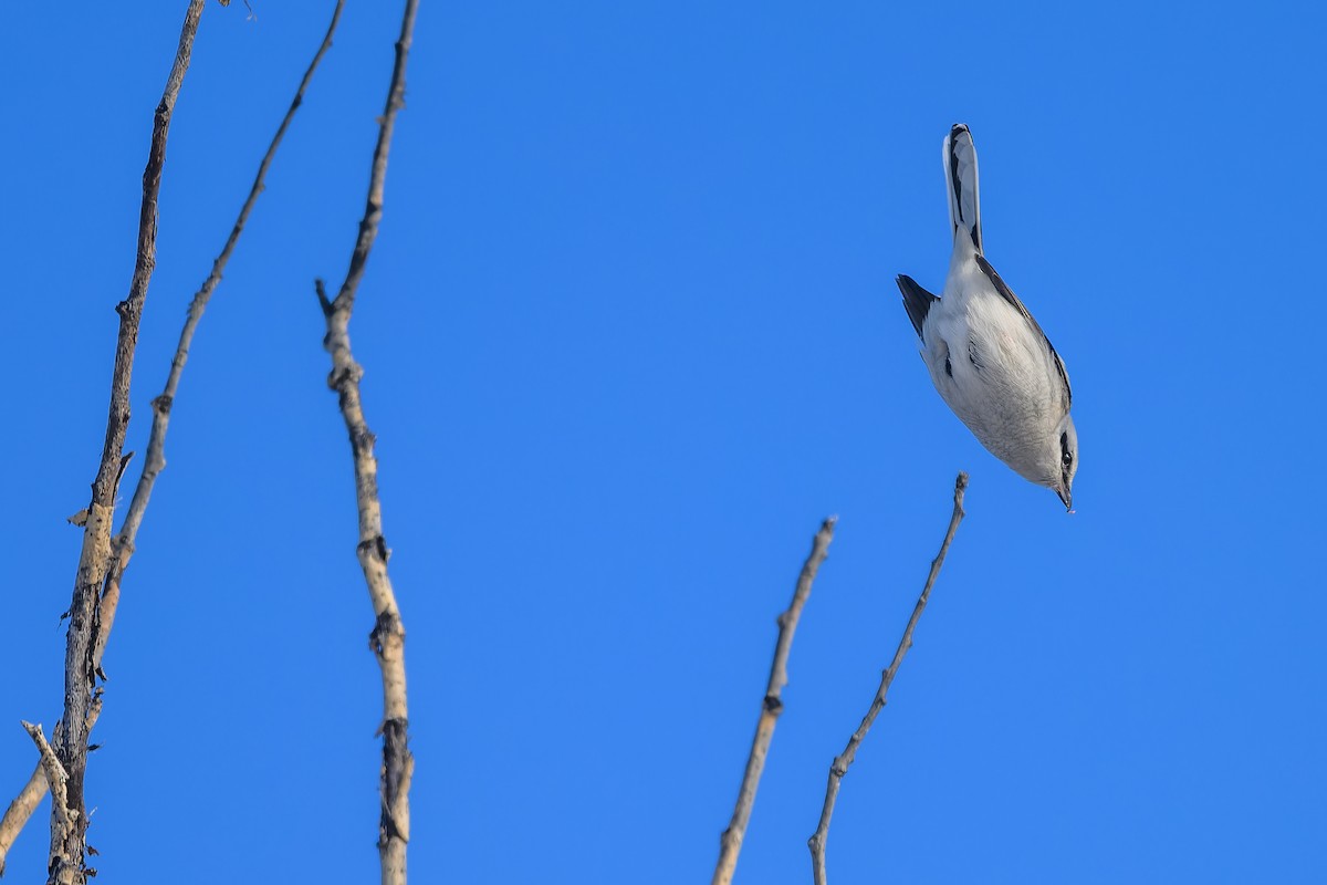 ťuhýk severní - ML647443974