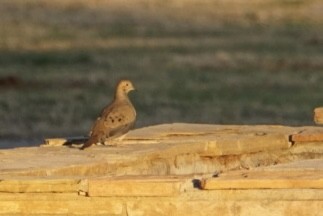 Mourning Dove - ML647443982