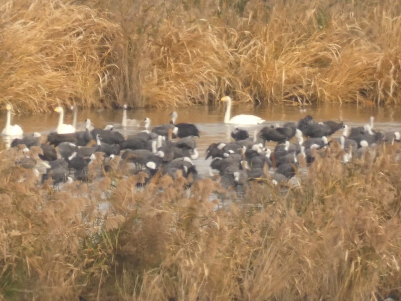 hvithodetrane - ML647443986