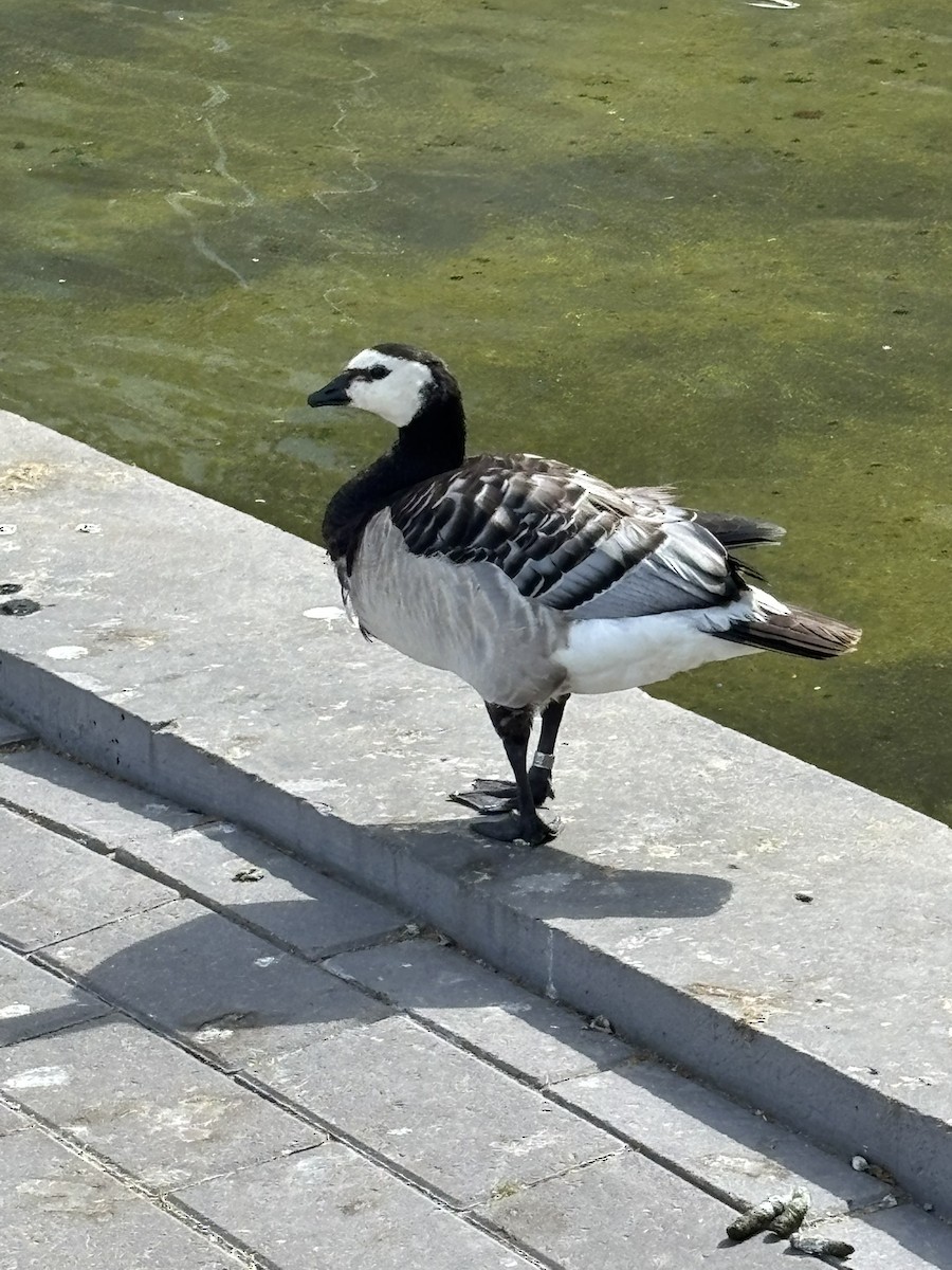 Barnacle Goose - ML647443988