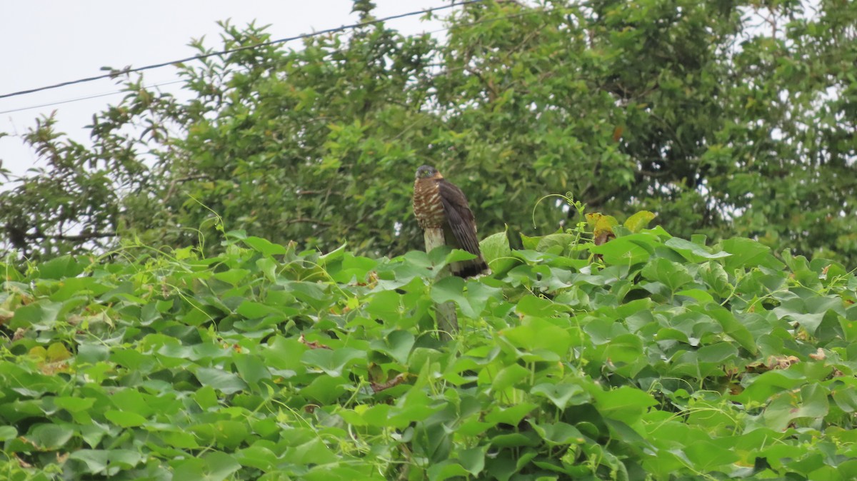 Hook-billed Kite - ML647443991