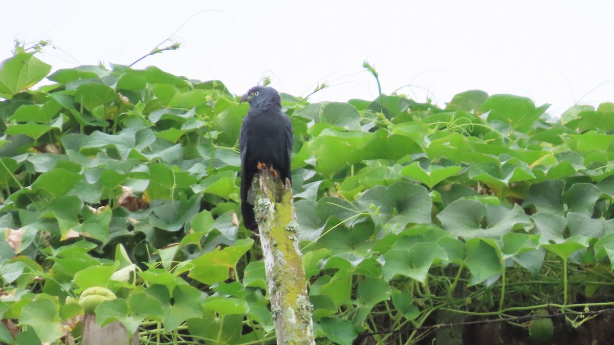 Hook-billed Kite - ML647443993
