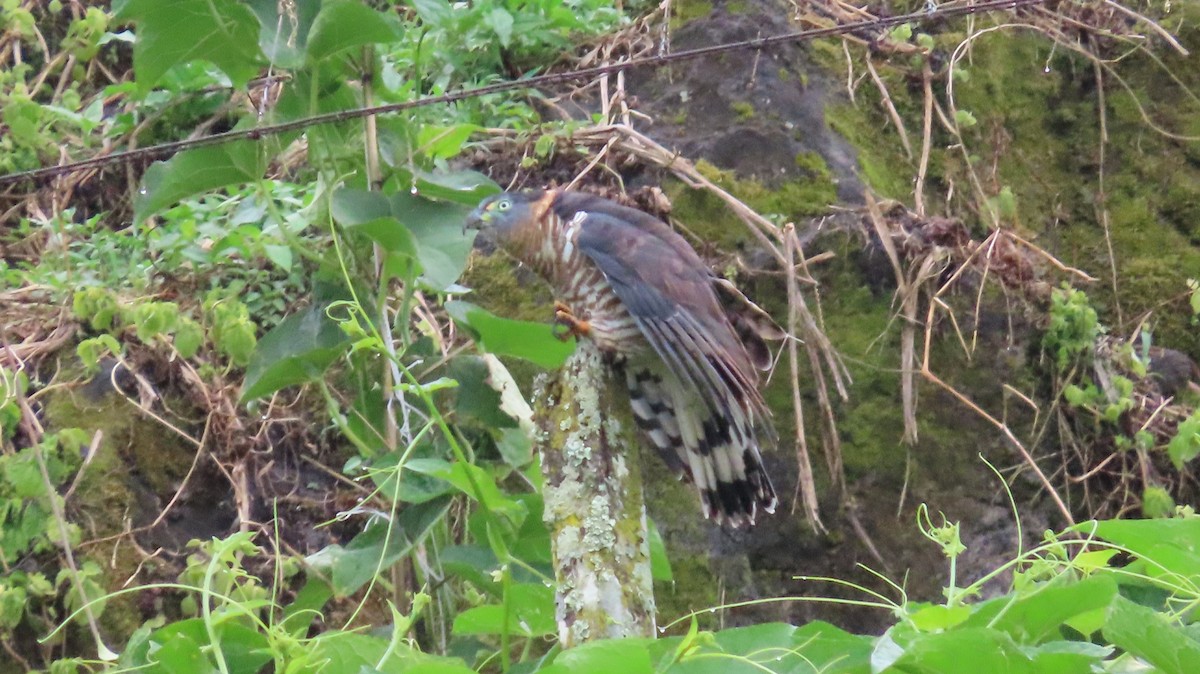 Hook-billed Kite - ML647443994