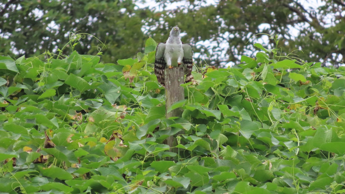 Hook-billed Kite - ML647443995