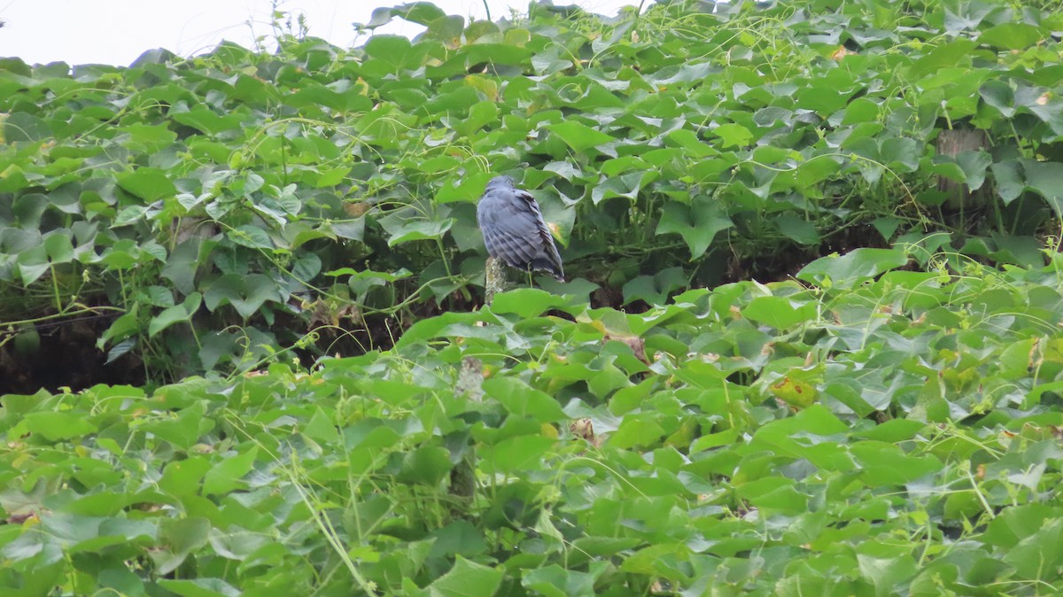 Hook-billed Kite - ML647443996
