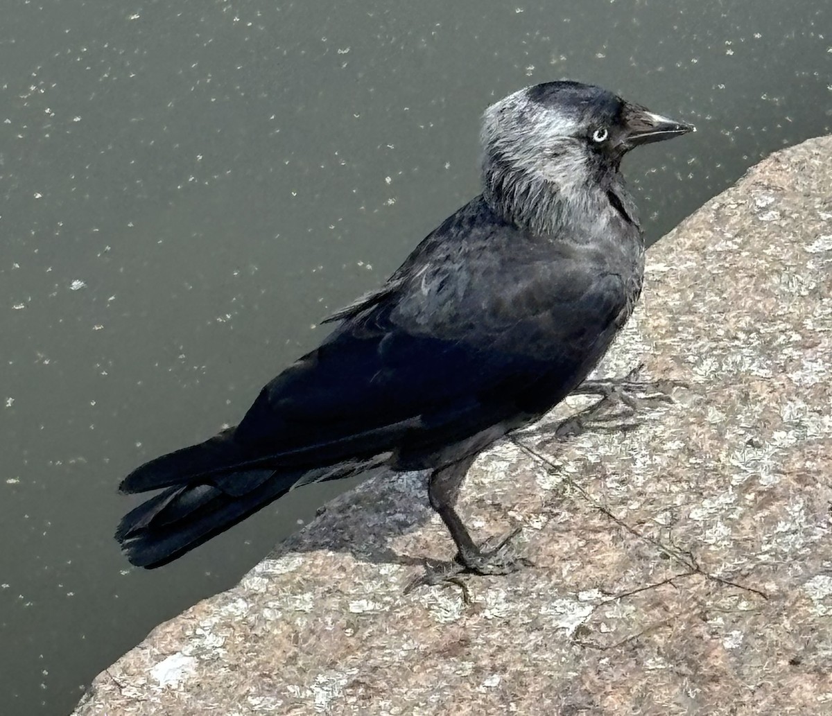 Eurasian Jackdaw - ML647444003