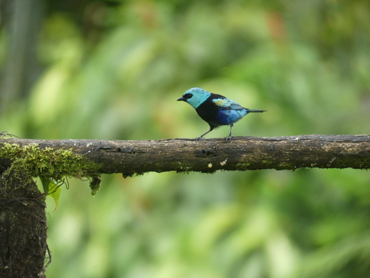 Танагра блакитношия - ML647444004