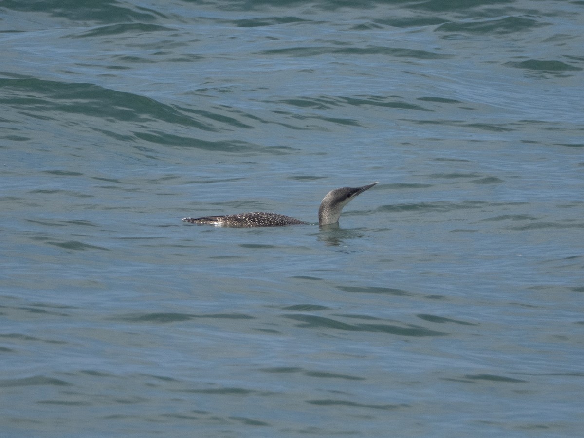 Plongeon catmarin - ML647444005