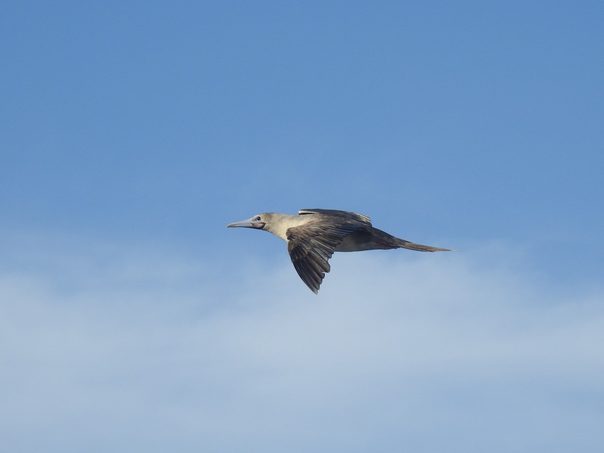 Сула червононога - ML647444008