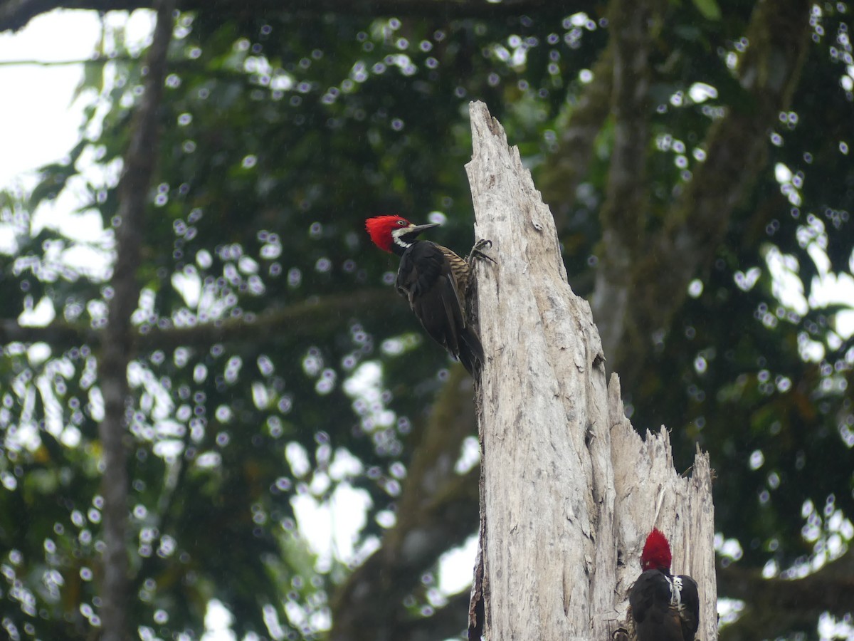 Guayaquil Woodpecker - ML647444016