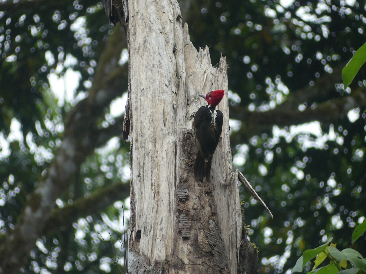 Guayaquil Woodpecker - ML647444017