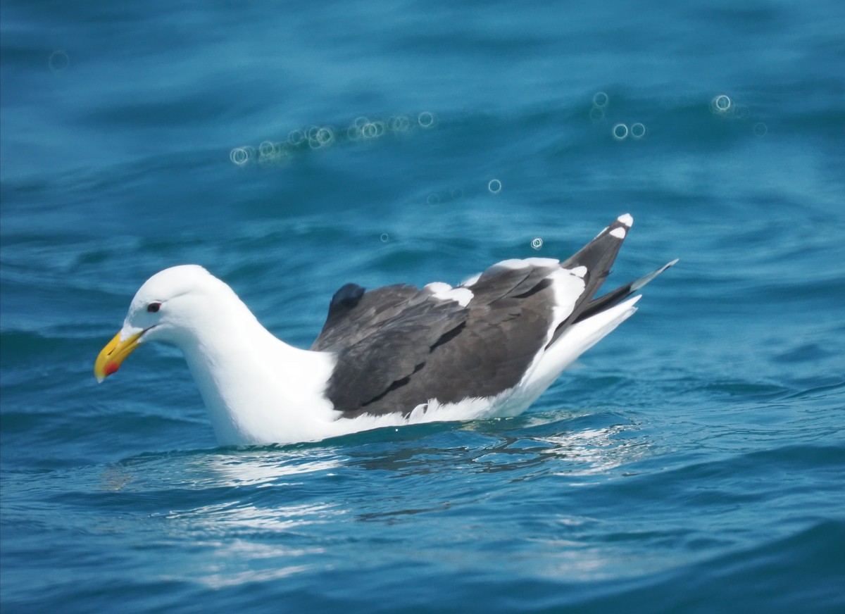 Kaio domingotarra - ML647444021