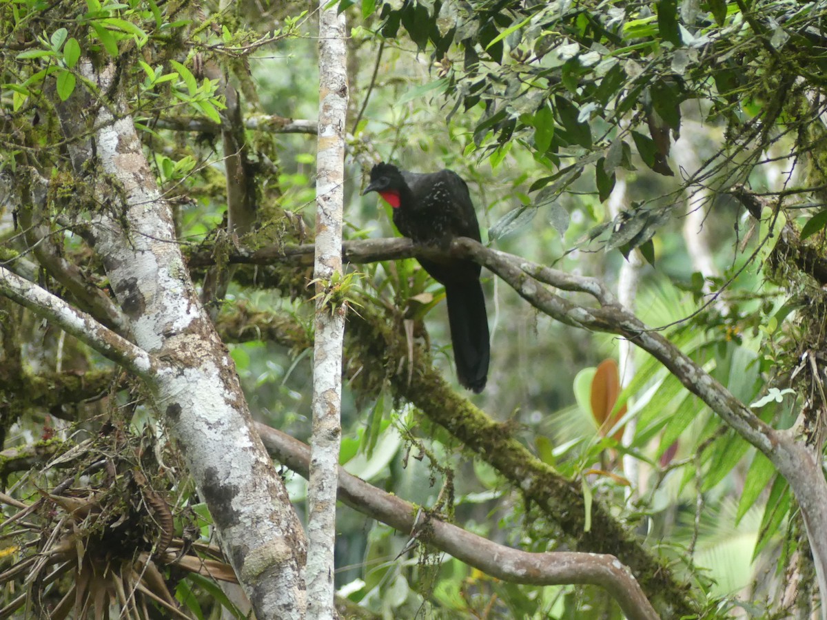 Crested Guan - ML647444027