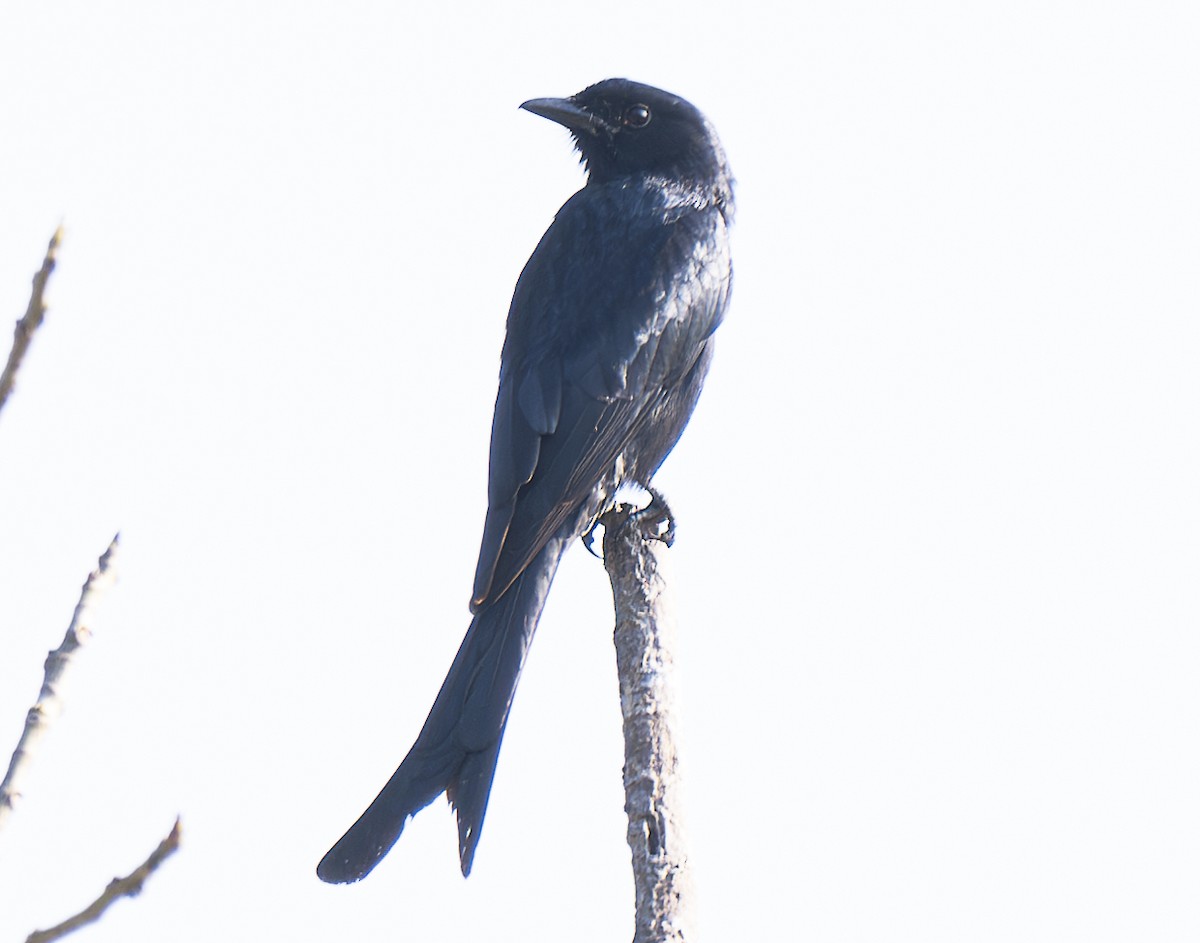 Black Drongo - ML647444028
