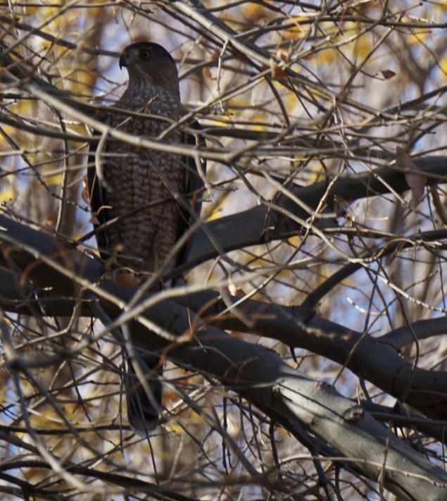 Cooper's Hawk - ML647444037
