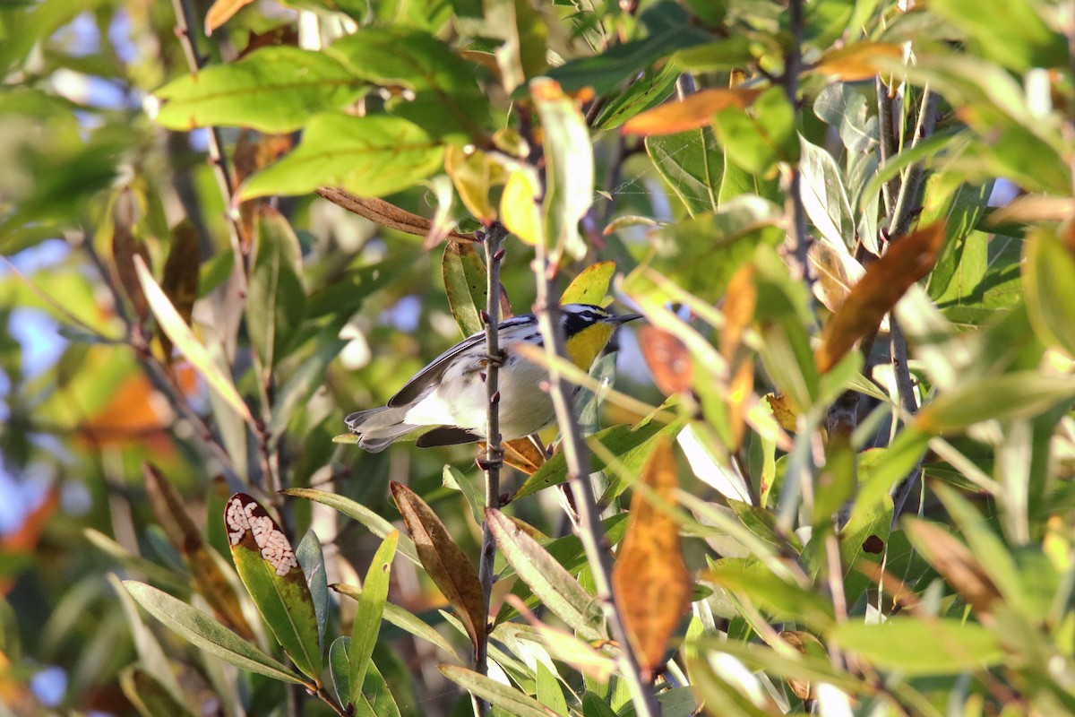 Paruline à gorge jaune - ML647444045