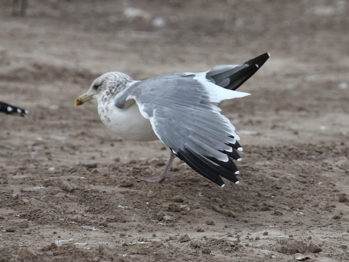 Vega Gull - ML647444048