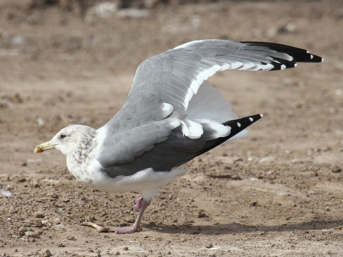 Vega Gull - ML647444049