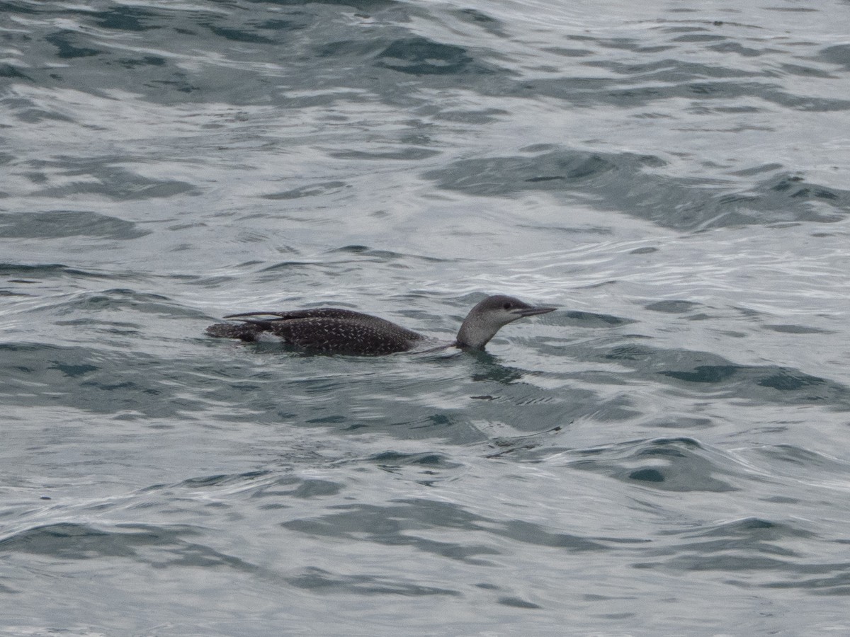 Plongeon catmarin - ML647444050