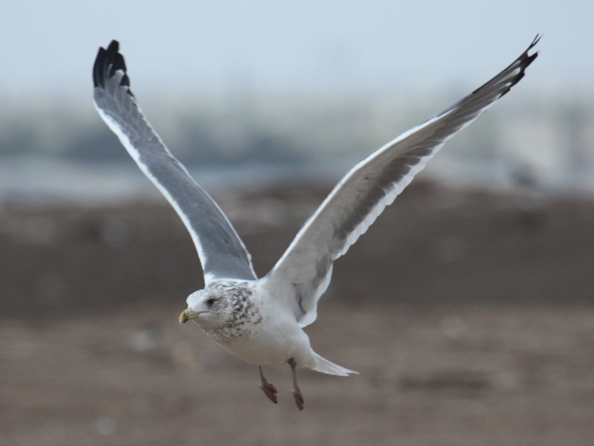 Vega Gull - ML647444052