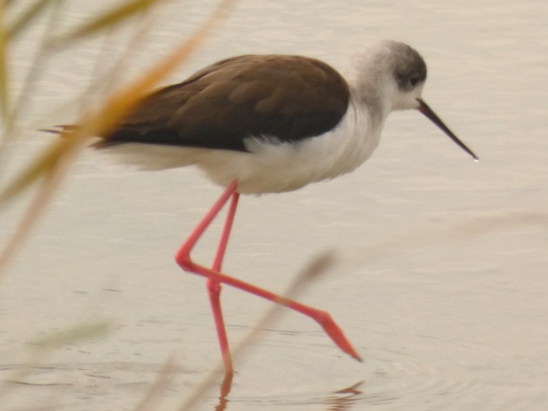 stylteløper - ML647444055