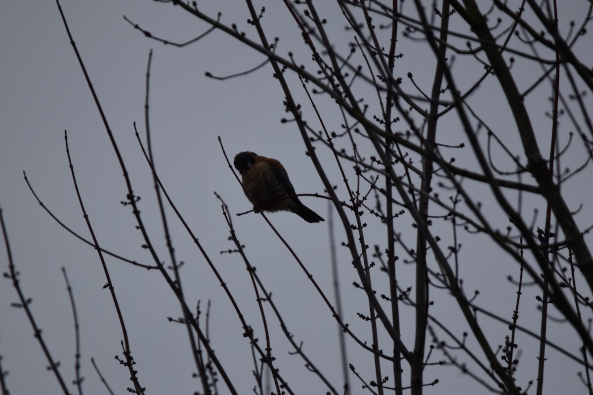 Боривітер американський - ML647444058