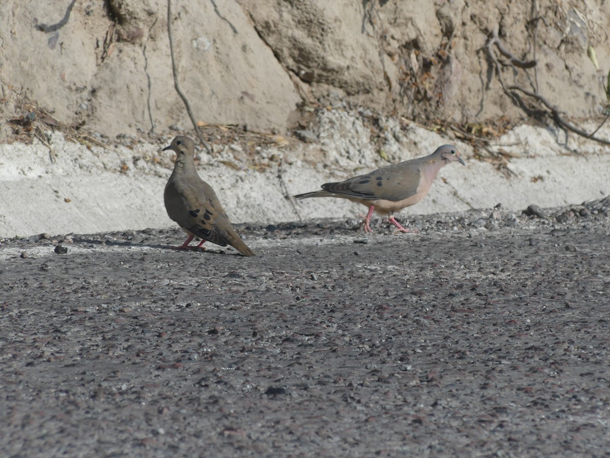 Зенаїда південна - ML647444064