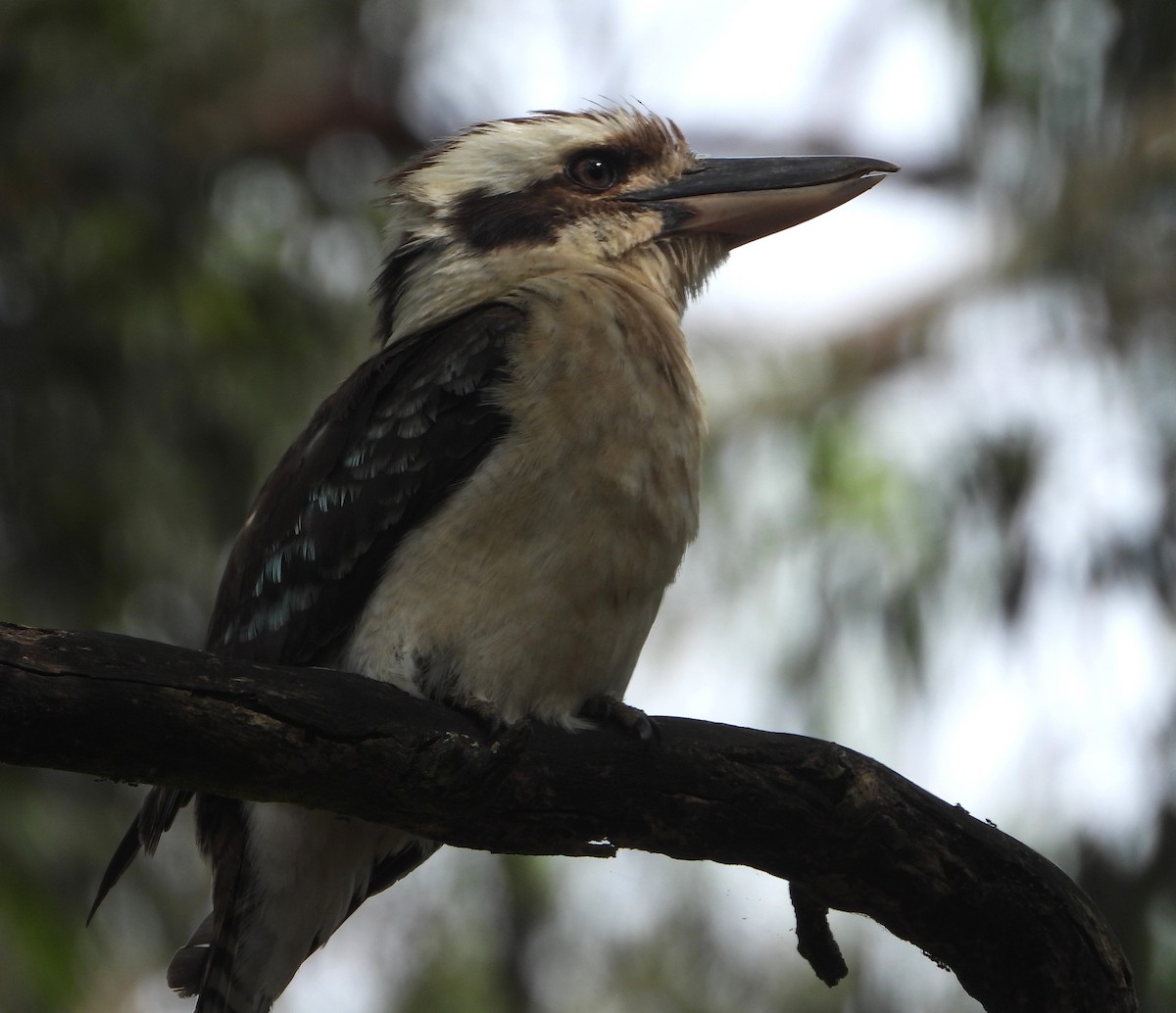 Кукабара велика - ML647444065