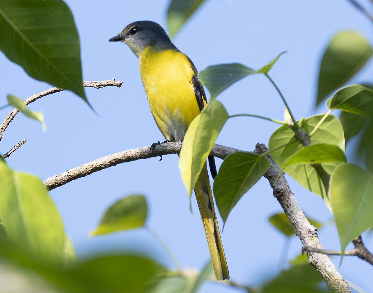 Gray-chinned Minivet - ML647444066