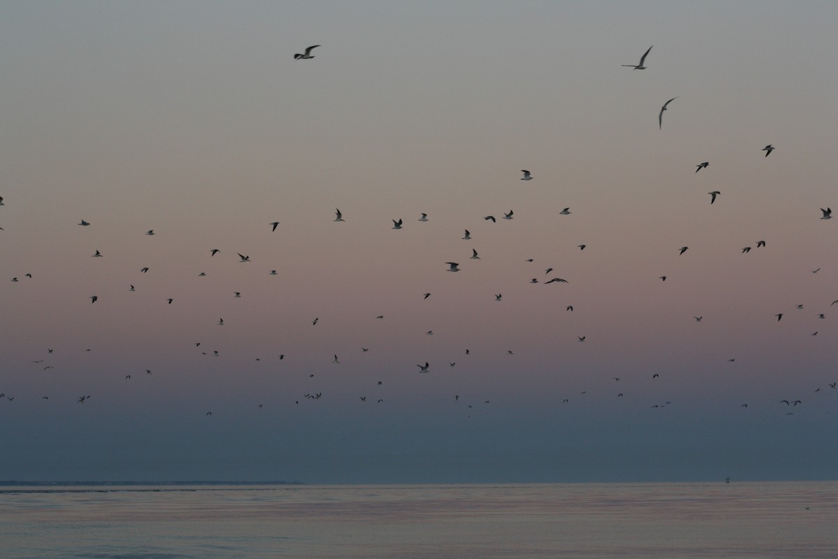 Мартин карибський - ML647444067