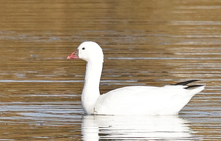 Гуска Роса - ML647444068