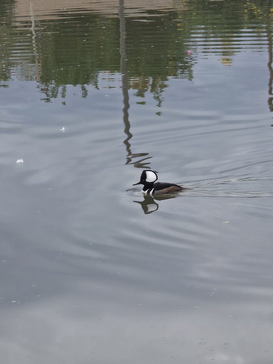 Крех жовтоокий - ML647444069