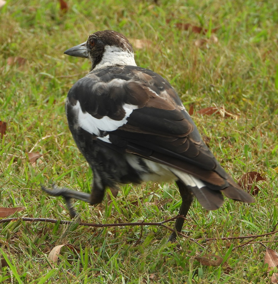 Сорочиця велика - ML647444070